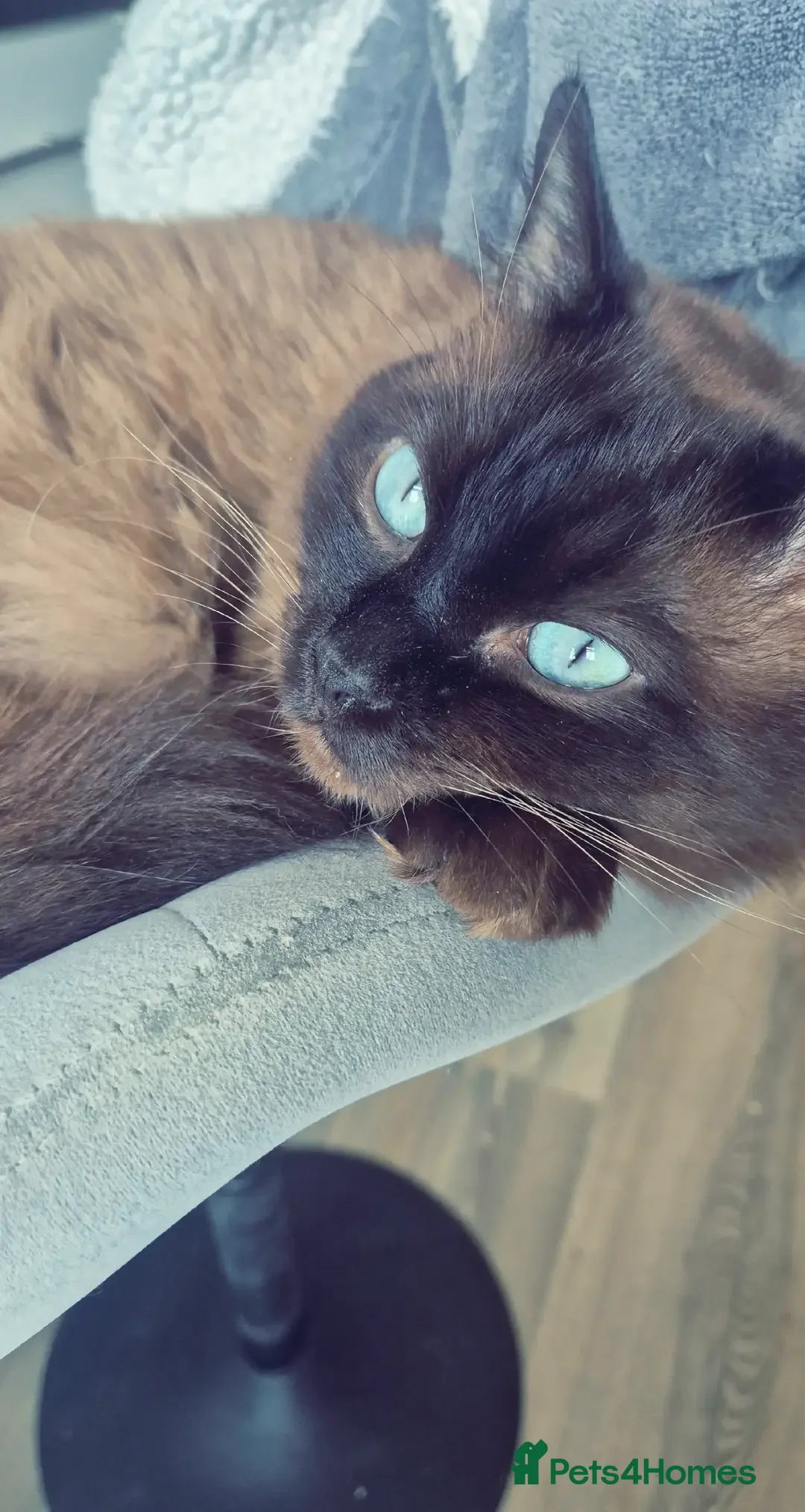 Ragdoll cats for stud: Ragdoll Seal Sepia Stud Genetically Tested 🐾 - Advert 1