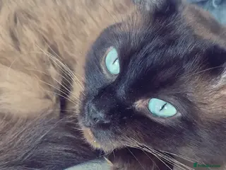 Ragdoll cats Ragdoll Seal Sepia Stud Genetically Tested 🐾 - Advert 9