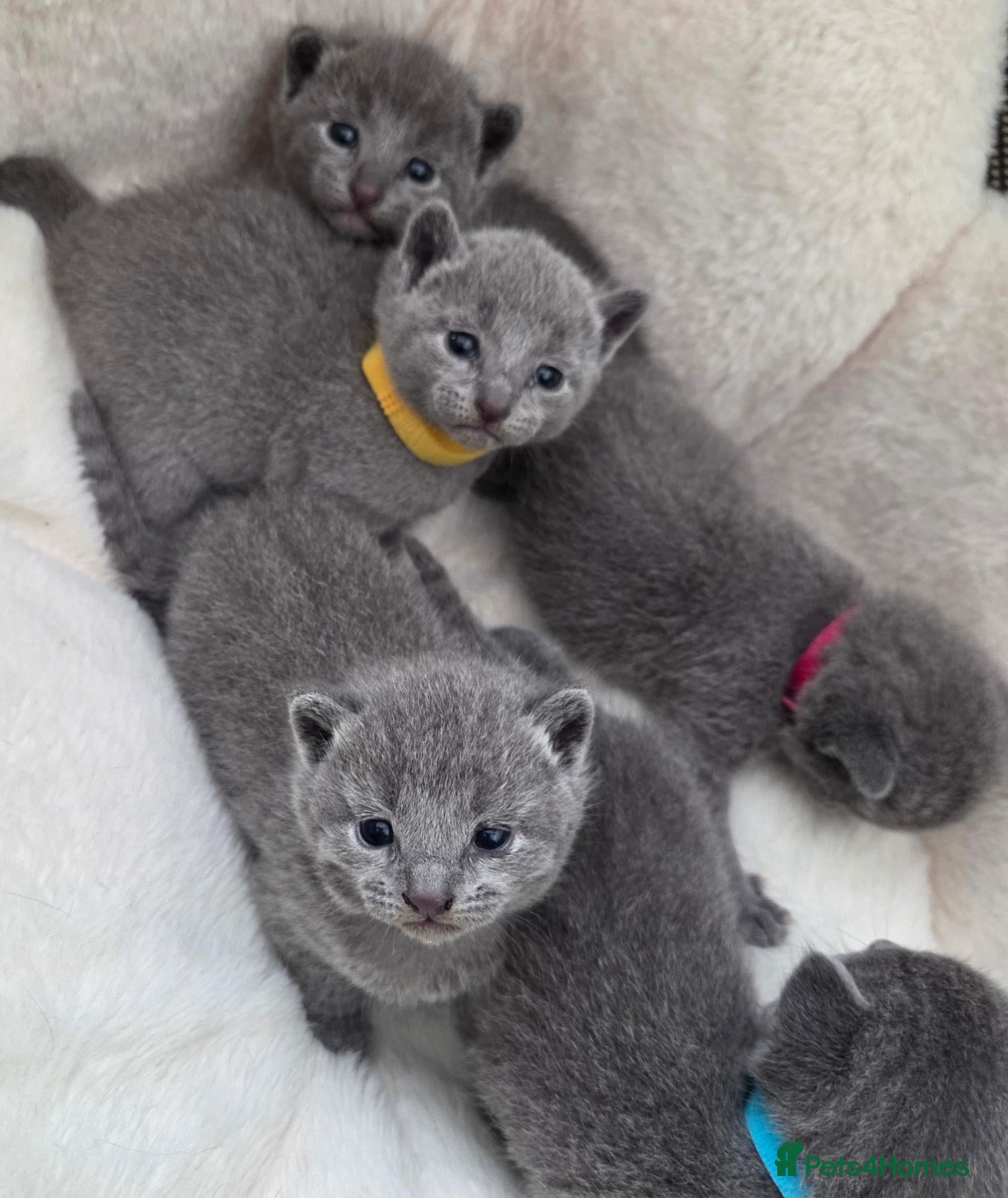 Russian Blue cats Purebred Russian Blue Kittens - Advert 2