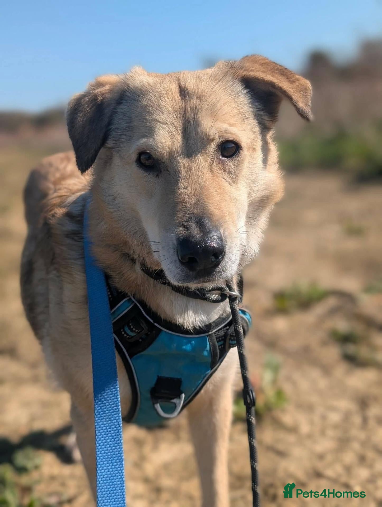 Mixed Breed dogs for adoption: Meet Misty, currently residing in Sussex - Advert 13