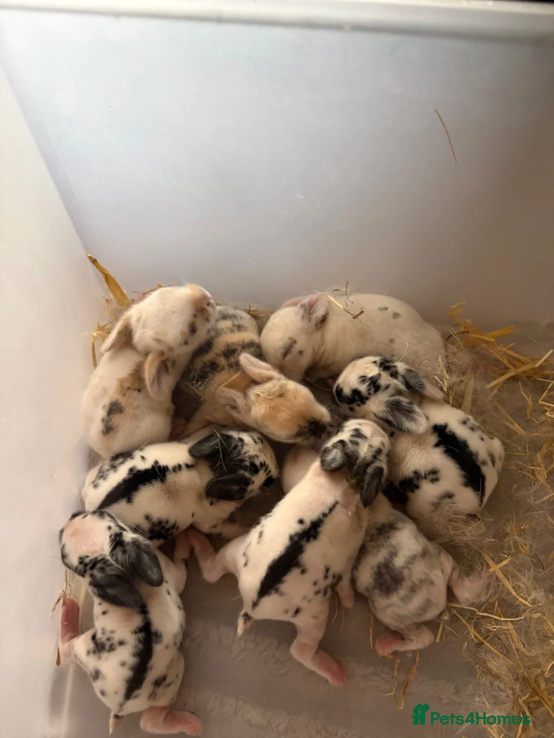 Mixed Breed rabbits for sale: 8x Mini lion lop bunnies - Advert 2
