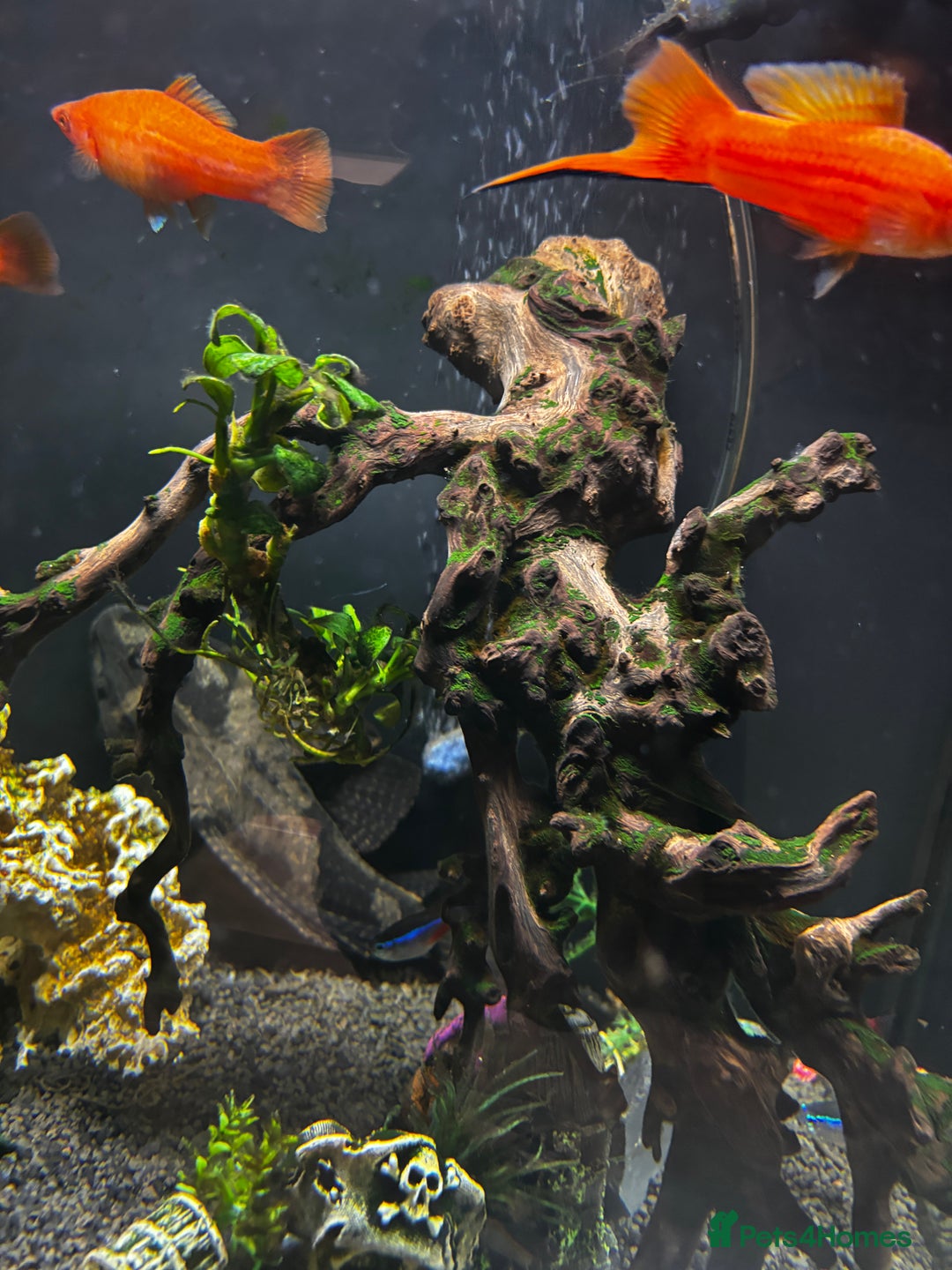 Catfish fish for sale: Fish tank with fish - Advert 1