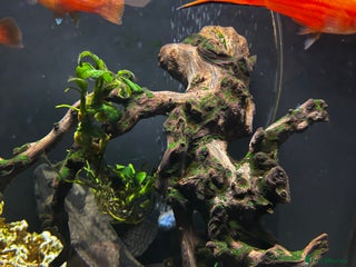 Catfish fish Fish tank with fish - Advert 1