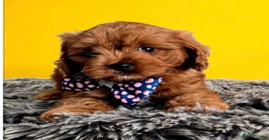 Cavapoo dogs - Advert 9