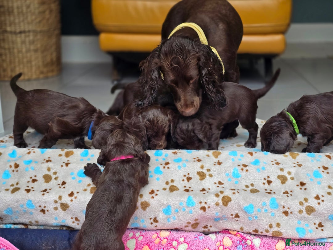 Cocker Spaniel dogs for sale: Exceptional KC Working Cocker Spaniel Puppies  - Image 5