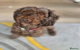 Cockapoo dogs for adoption: Mabel - beautiful soul  - Image 1