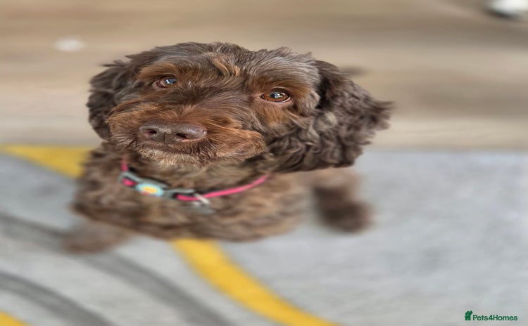 Cockapoo dogs - Advert 2