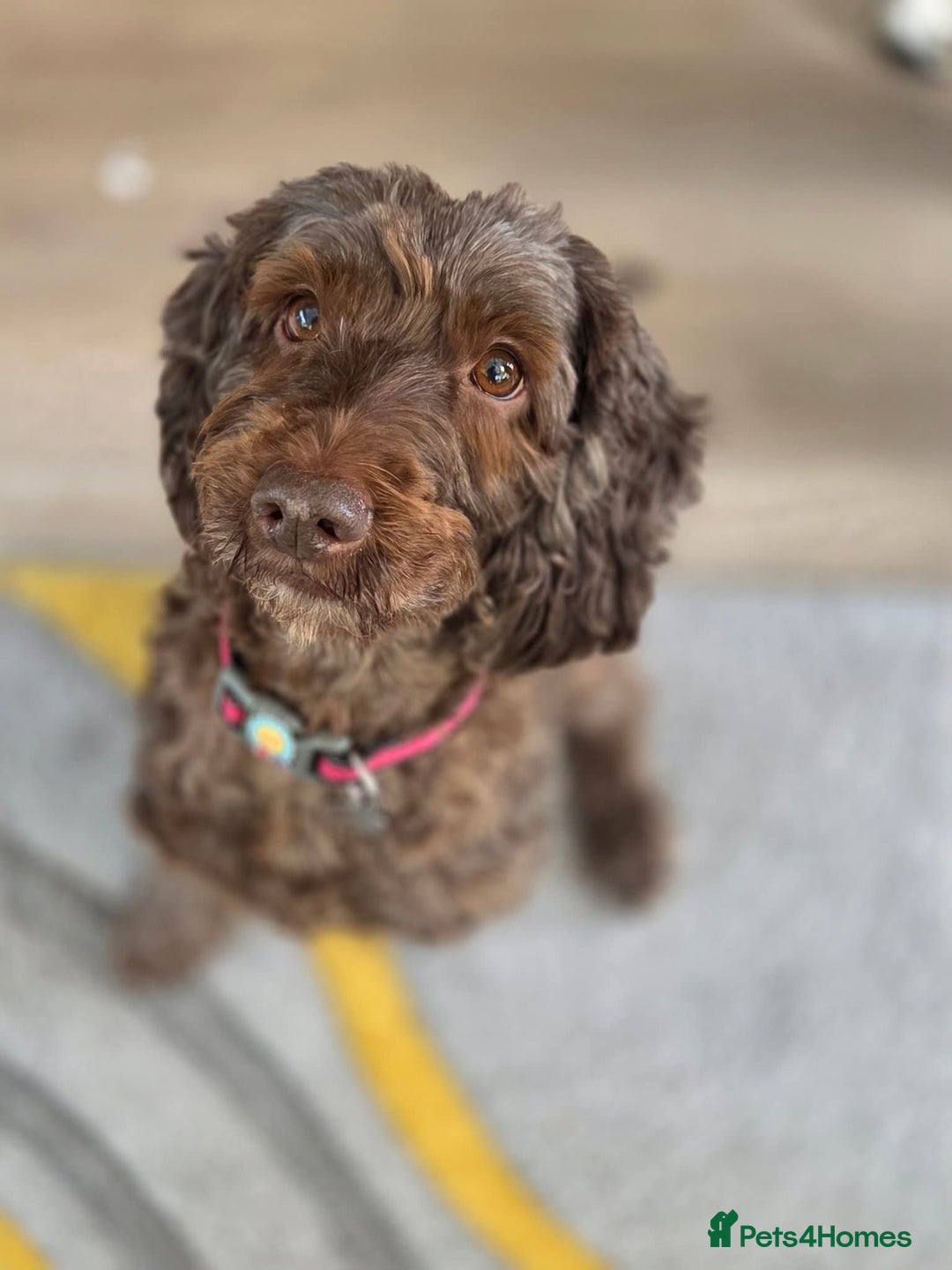 Cockapoo dogs for adoption: Mabel - beautiful soul  - Image 1