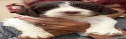 English Springer Spaniel dogs for sale: English Springer Spaniel Puppies  *5 star breeder* - Advert 16
