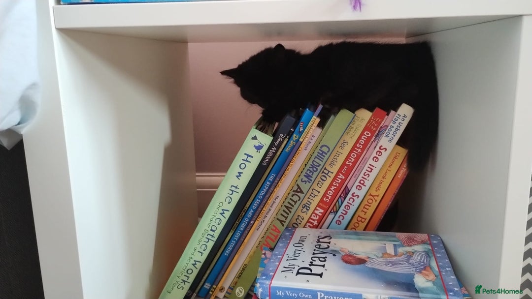 Mixed Breed cats for sale: Gorgeous Black Kitten - Image 7