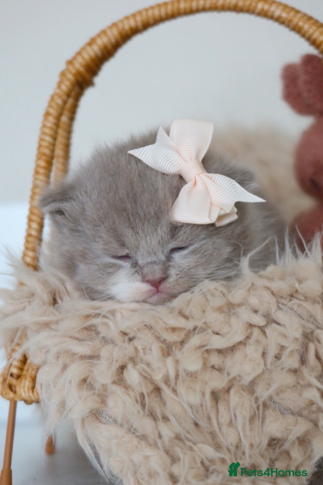 British Shorthair cats British Shorthair / Longhair Kitten Reg & Licensed - Advert 1