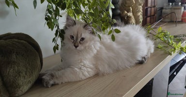 Siberian cats - Advert 2