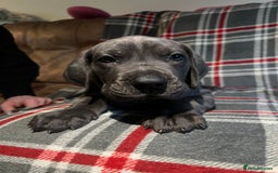 Great Dane dogs for sale: Great Dane puppies - Image 24