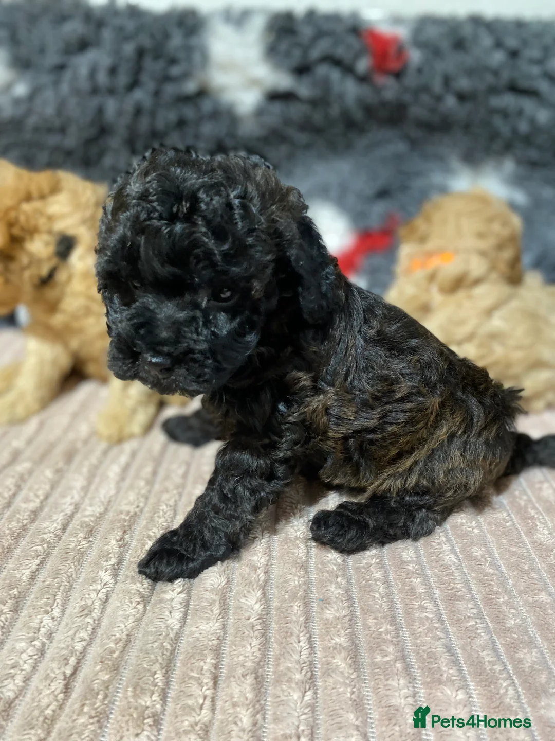Toy Poodle dogs for sale: Toy Poodles KC Registered Health Tested Parents - Advert 26
