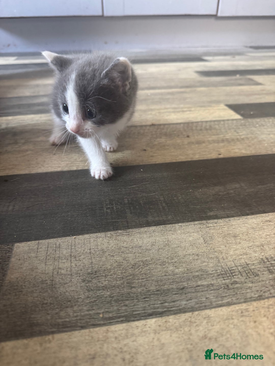 Domestic Shorthair cats for sale: 2 kitten looking for homes  - Image 4