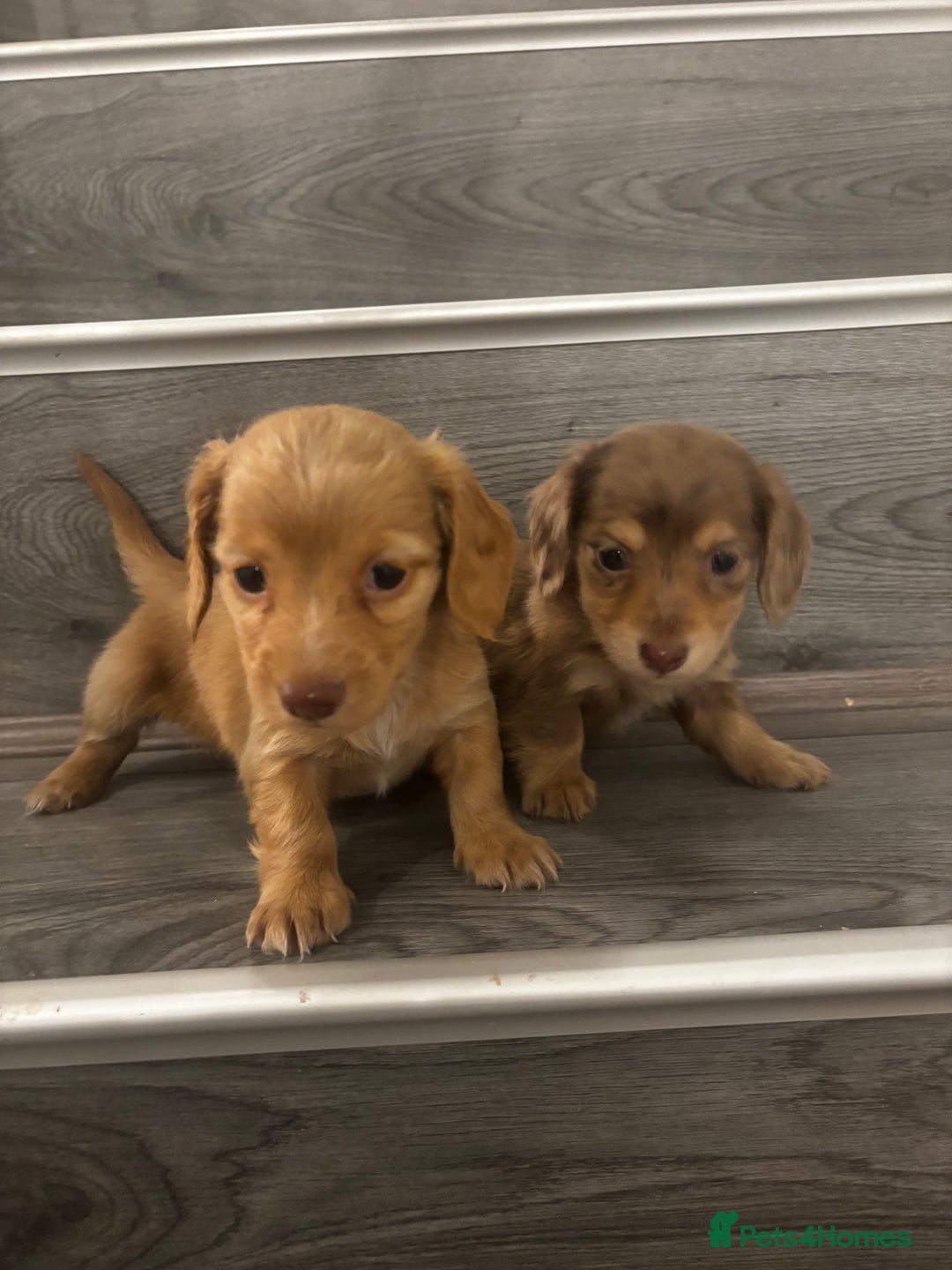 Miniature Dachshund dogs for sale: Long haired cream Puppies  - Advert 4