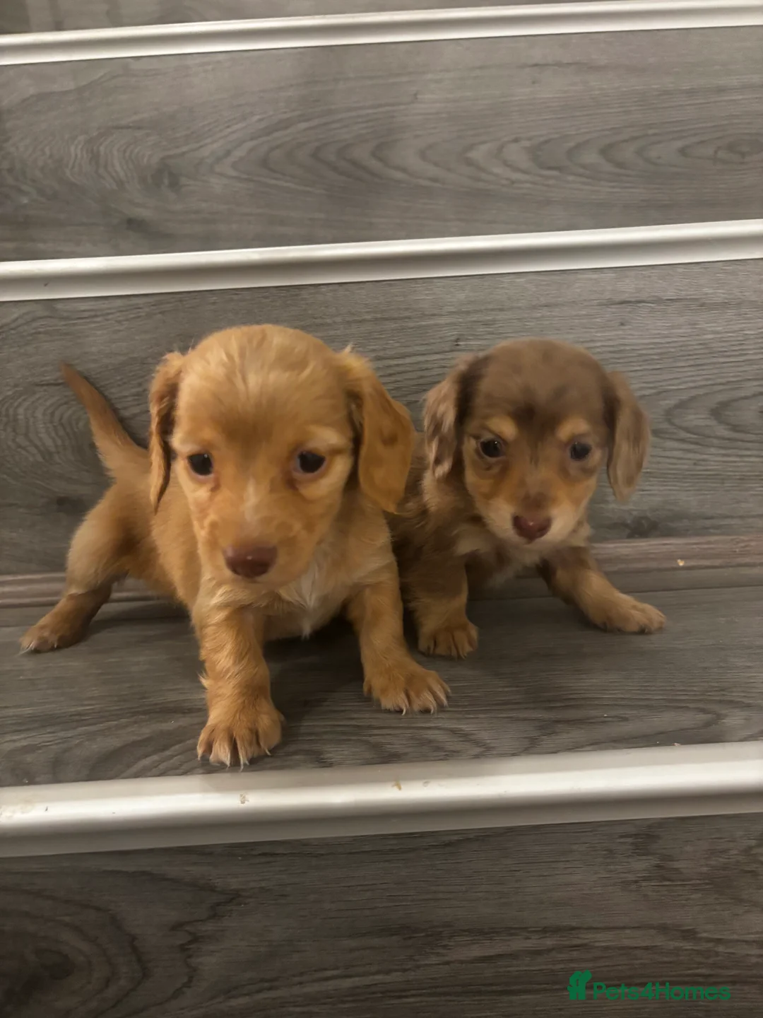 Miniature Dachshund dogs for sale: Long haired cream Puppies  - Advert 8