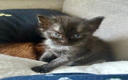 Ragdoll cats for sale: Ragdoll x Russian white kittens  - Image 1