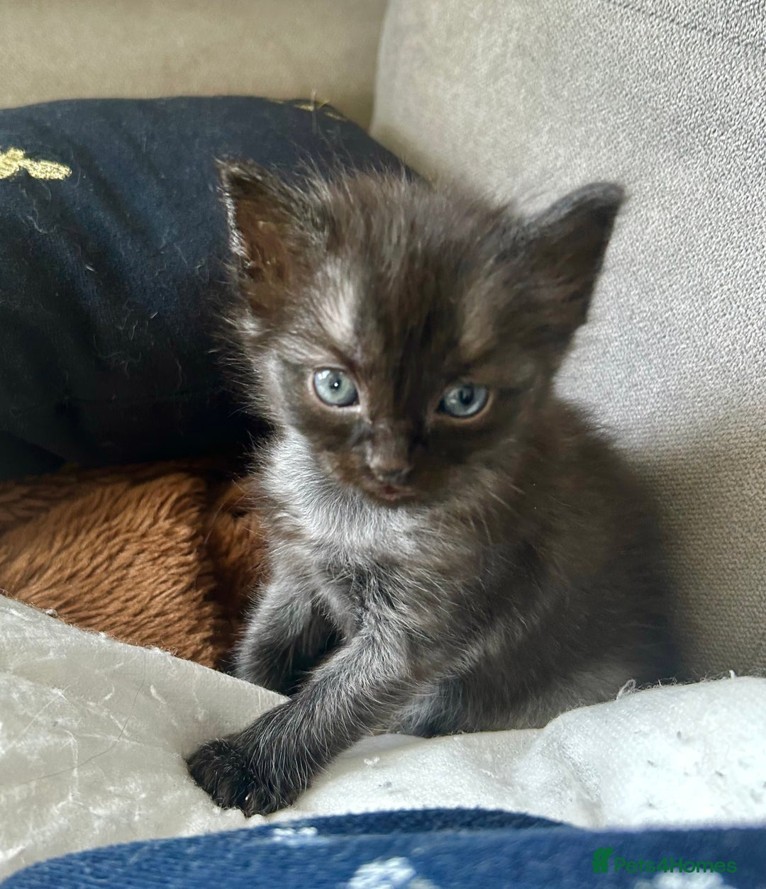 Ragdoll cats for sale: Ragdoll x Russian white kittens  - Image 1