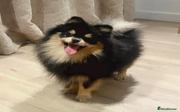 Pomeranian dogs for sale: Beautiful Mini Pomeranian Male - Image 5