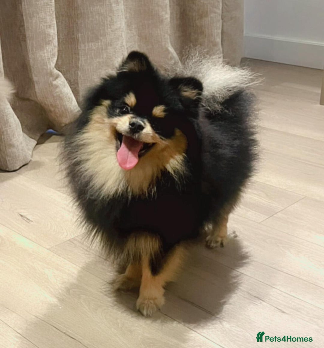 Pomeranian dogs for sale: Beautiful Mini Pomeranian Male - Image 5