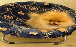 Pomeranian dogs for sale: Super tiny 2 Girls & a boy 💙💓 - Image 13