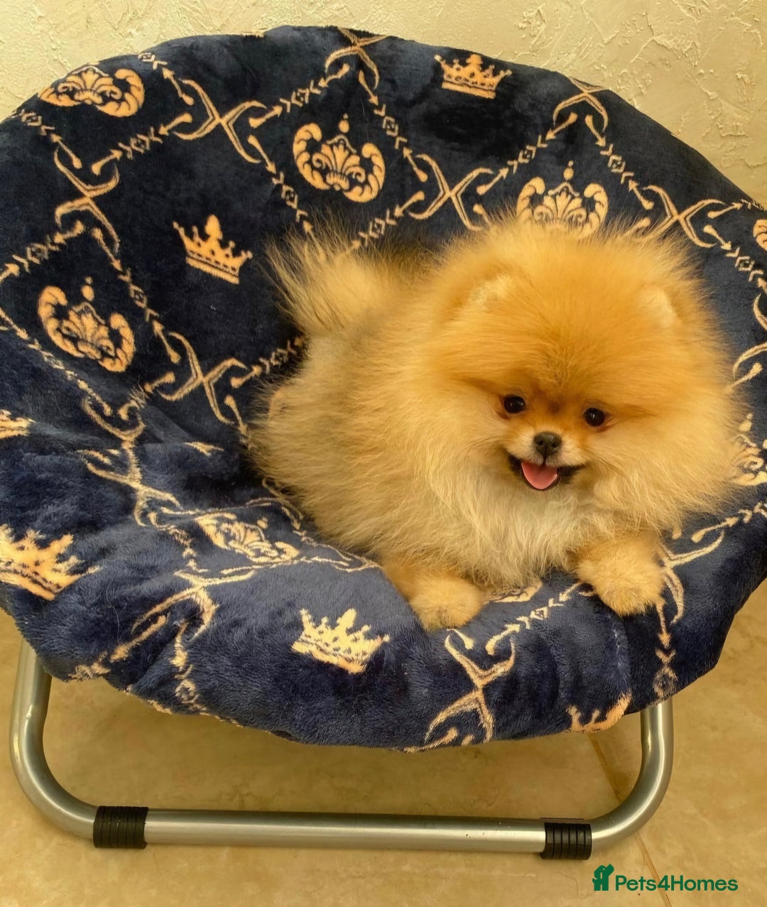 Pomeranian dogs for sale: Super tiny 2 Girls & a boy 💙💓 - Image 13