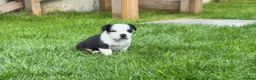 Mixed Breed dogs for sale: Fluffy French puppie in Staines - Advert 9
