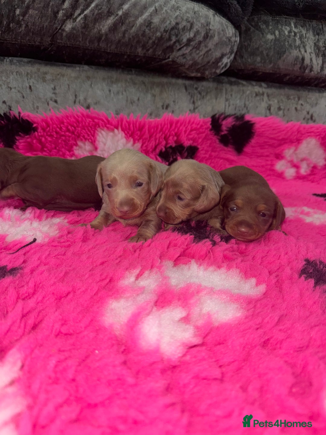 Miniature Dachshund dogs for sale: Outstanding True To Type Miniature Dachshunds - Advert 7