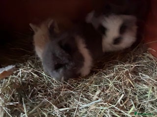 Lionhead rabbits One stunning baby girl - Advert 18