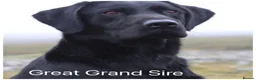 Labrador Retriever dogs for sale: Stunning KC Lab pups, health tested&many FTCH/Ws - Advert 20