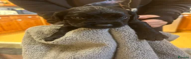 Cocker Spaniel 3