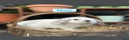 Mini Lop rabbits for sale: Mini lop baby rabbits - Advert 6