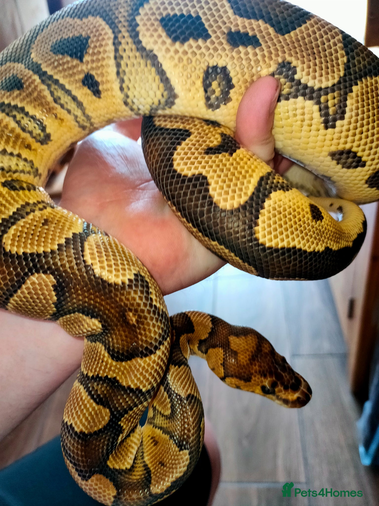 Python Snake reptiles Ball pythons  - Advert 1