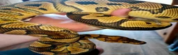 Python Snake reptiles for sale: Ball pythons  - Advert 1