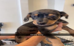 Mixed Breed dogs for sale: Mixed breed puppies READY TO GO! - Image 5