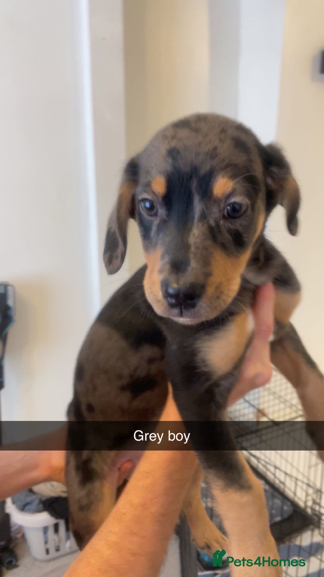 Mixed Breed dogs for sale: Mixed breed puppies READY TO GO! - Image 5