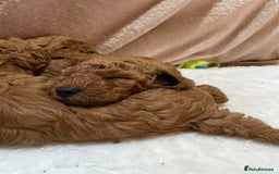 Miniature Poodle dogs for sale: 1 reserved 2 remaining ready 15th October  - Image 4