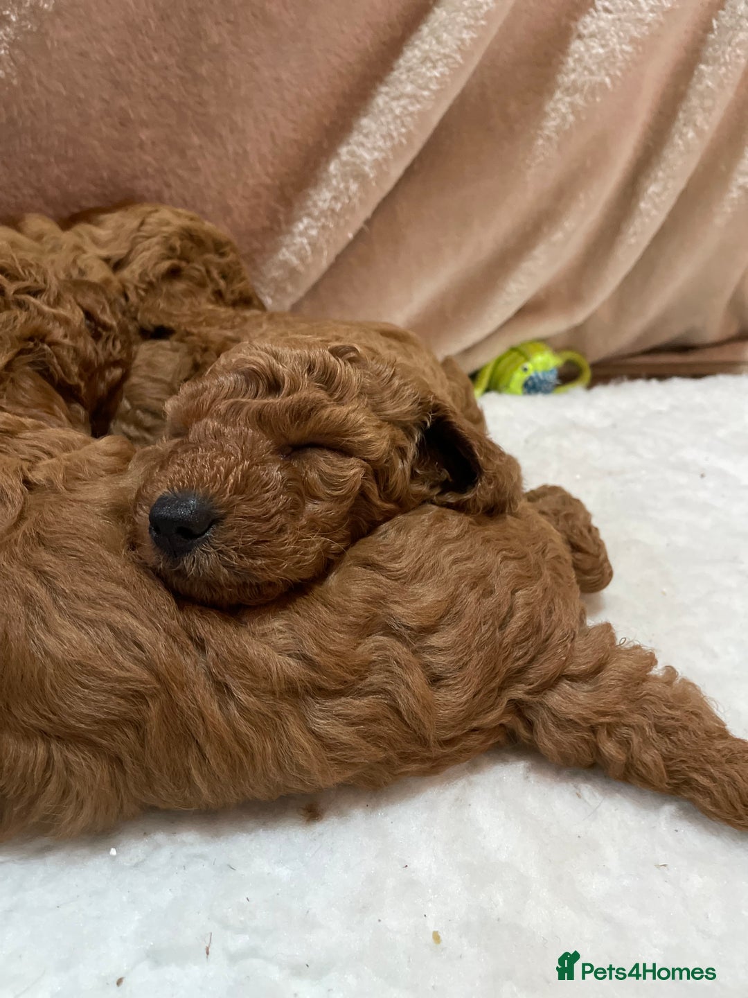 Miniature Poodle dogs for sale: 1 reserved 2 remaining ready 15th October  - Image 4
