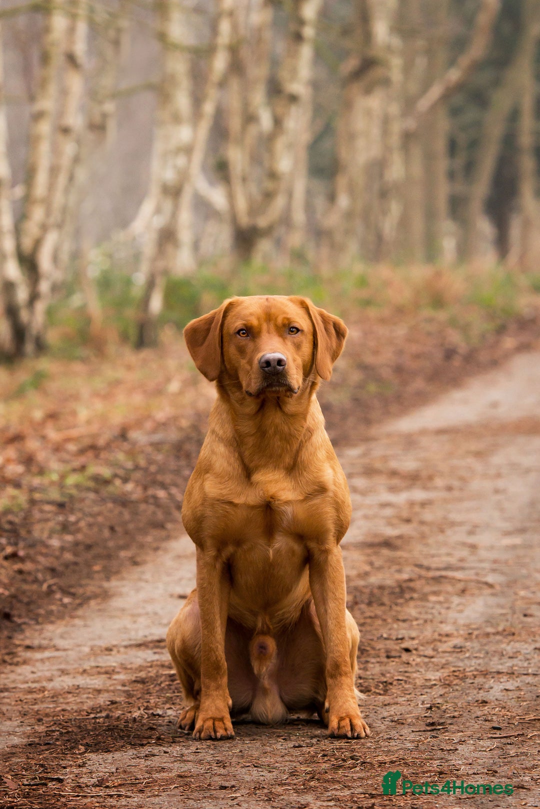 Labrador Retriever dogs for stud: 0/0 Hip & Elbows, Fully Health Tested in Tadcaster - Image 8