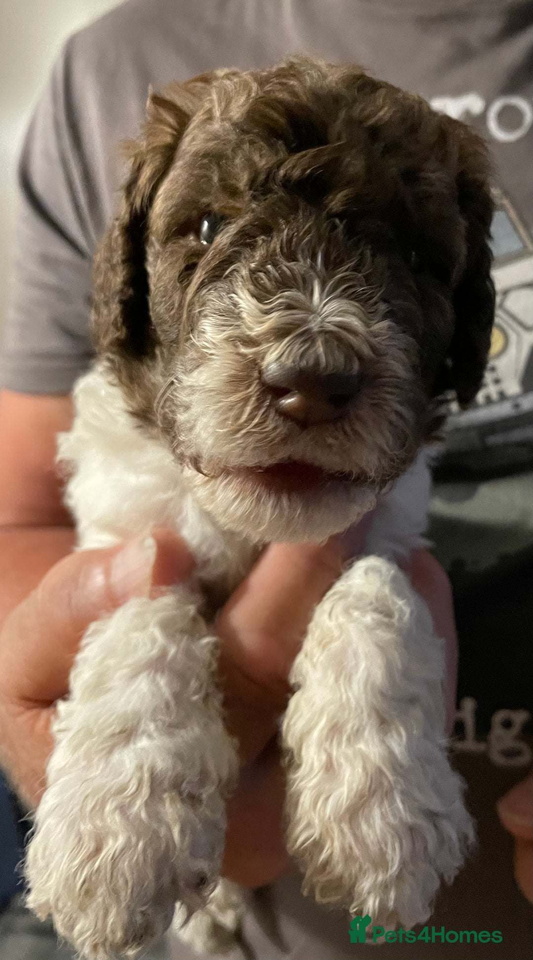 Mixed Breed dogs for sale: St Berdoodle ( St Bernard x Standard poodle) - Image 15