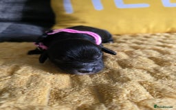 Sproodle dogs for sale: Beautiful F1 sproodle pups  - Image 1