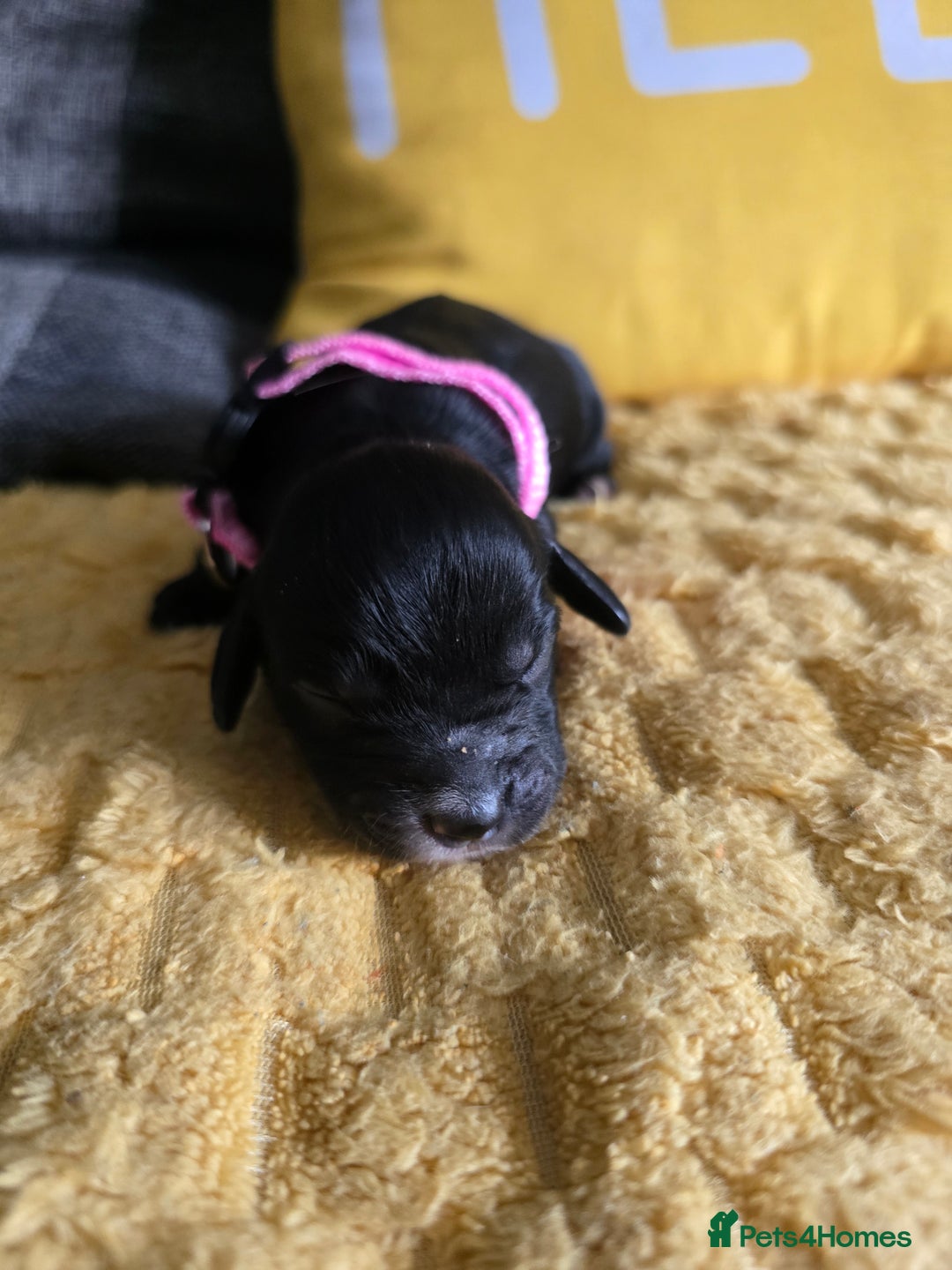 Sproodle dogs for sale: Beautiful F1 sproodle pups  - Image 1