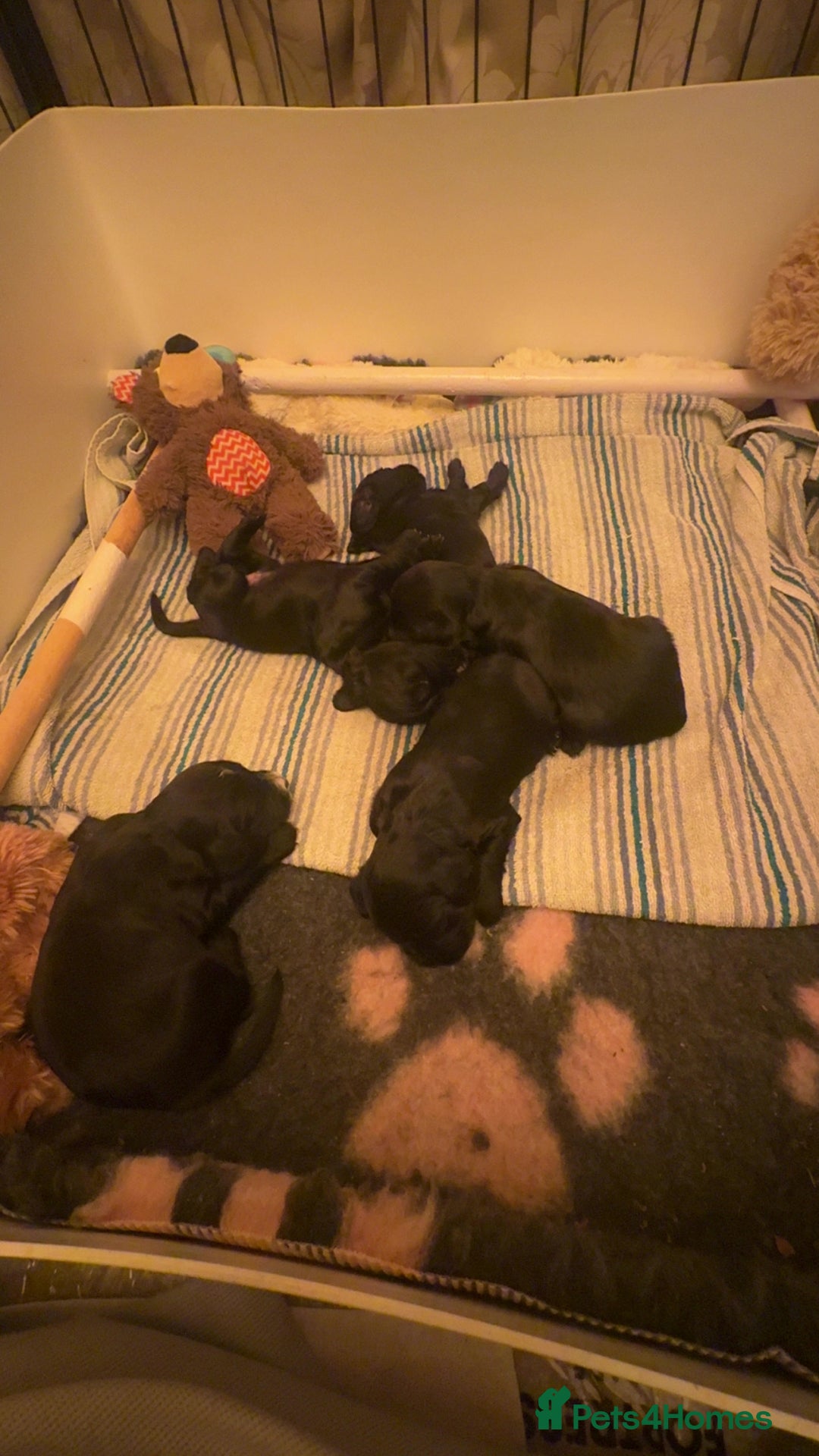 Cocker Spaniel dogs for sale: Working Cocker Spaniels for Sale - Advert 4