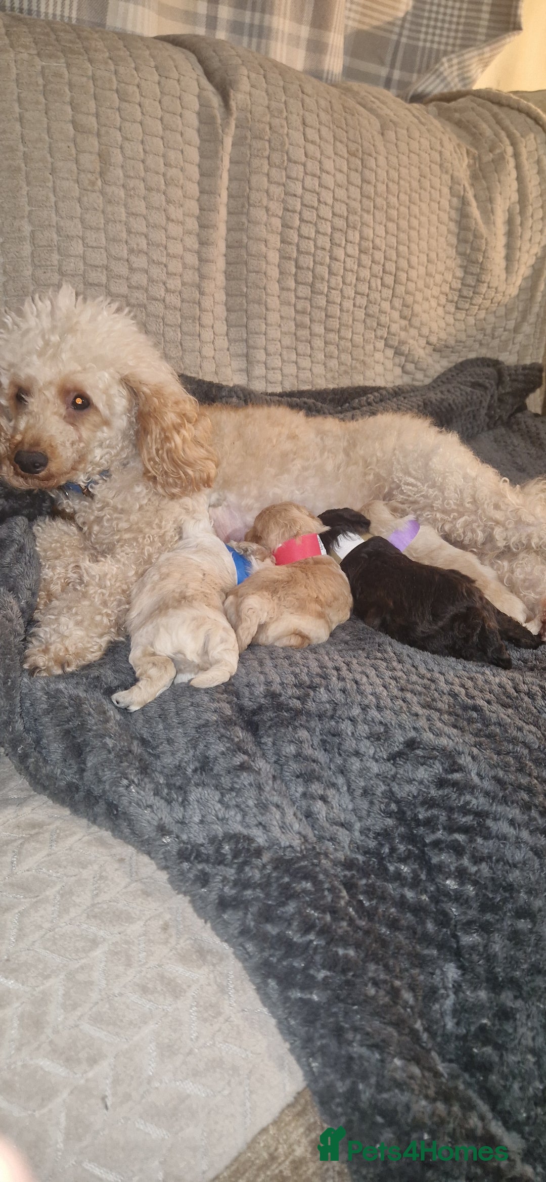 Mixed Breed dogs for sale: Toy poodle pups - Advert 8