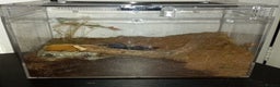 Tarantulas invertebrates for sale: Various T's FOR SALE!  - Advert 8