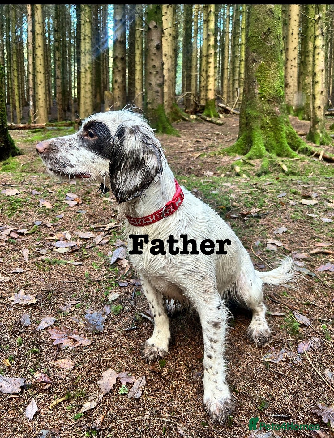 Sprocker dogs for sale: 3 Beautiful sprocker puppies - Advert 2