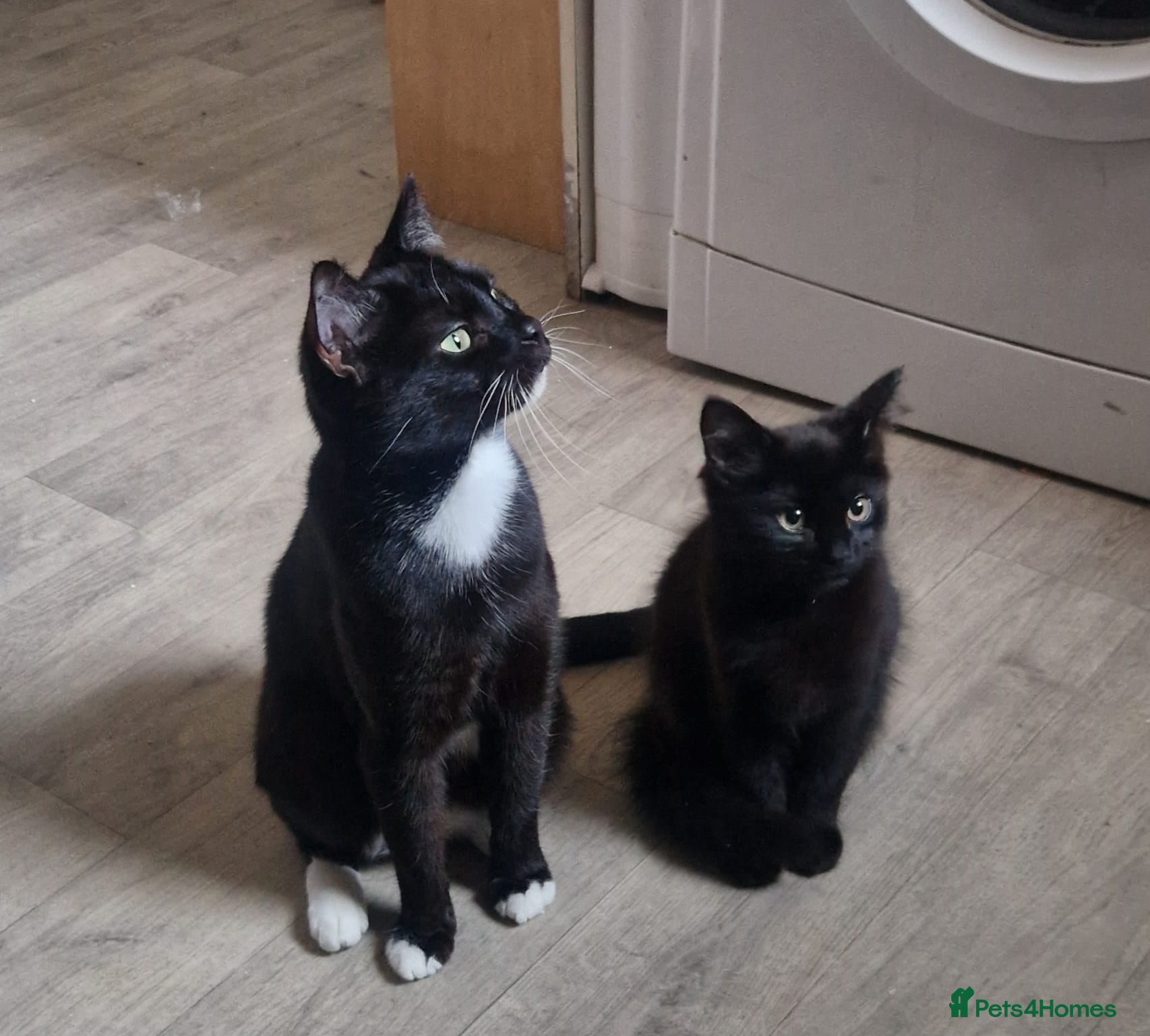 Mixed Breed cats 4 kittens black and white for homing - Advert 12