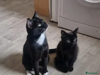 Mixed Breed cats 4 kittens black and white for homing - Advert 14