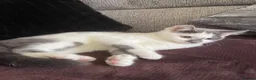 Mixed Breed cats for sale: White and Grey Kitten - Advert 5